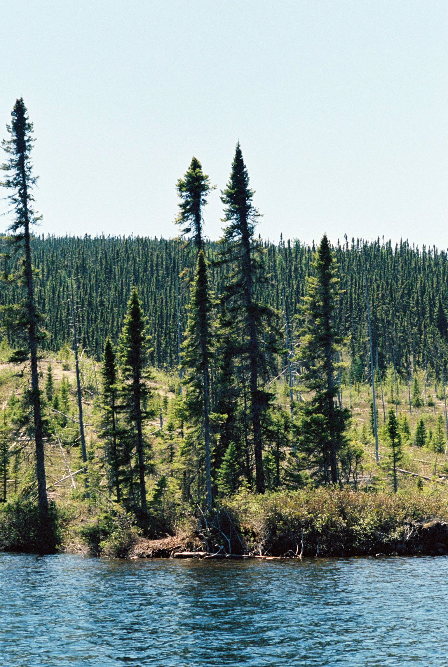 Canopy_BorealQuebec