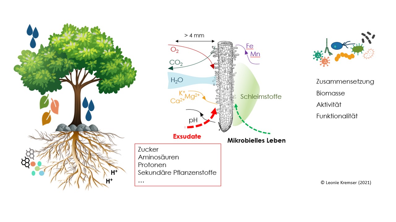 Verbundvorhaben: Relevanz des Waldbodenmikrobioms (WBMB) für Nährstoffkreisläufe und Einflüsse von Baumart und Klima: Teilvorhaben 1: Bedeutung der Bakterien und Pilze für Nährstoffkreisläufe in sauren Waldböden
